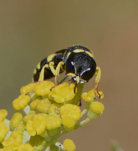 Réf. 234 694 : Ectemnius sp.